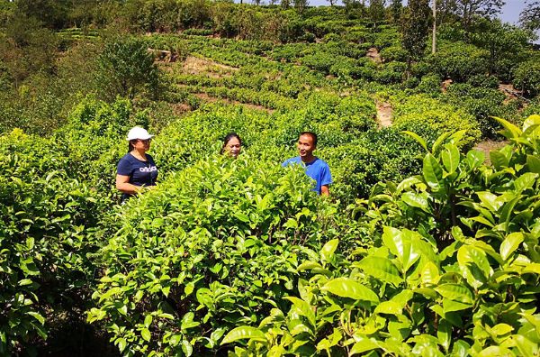 工作人员到茶叶企业基地现场检查