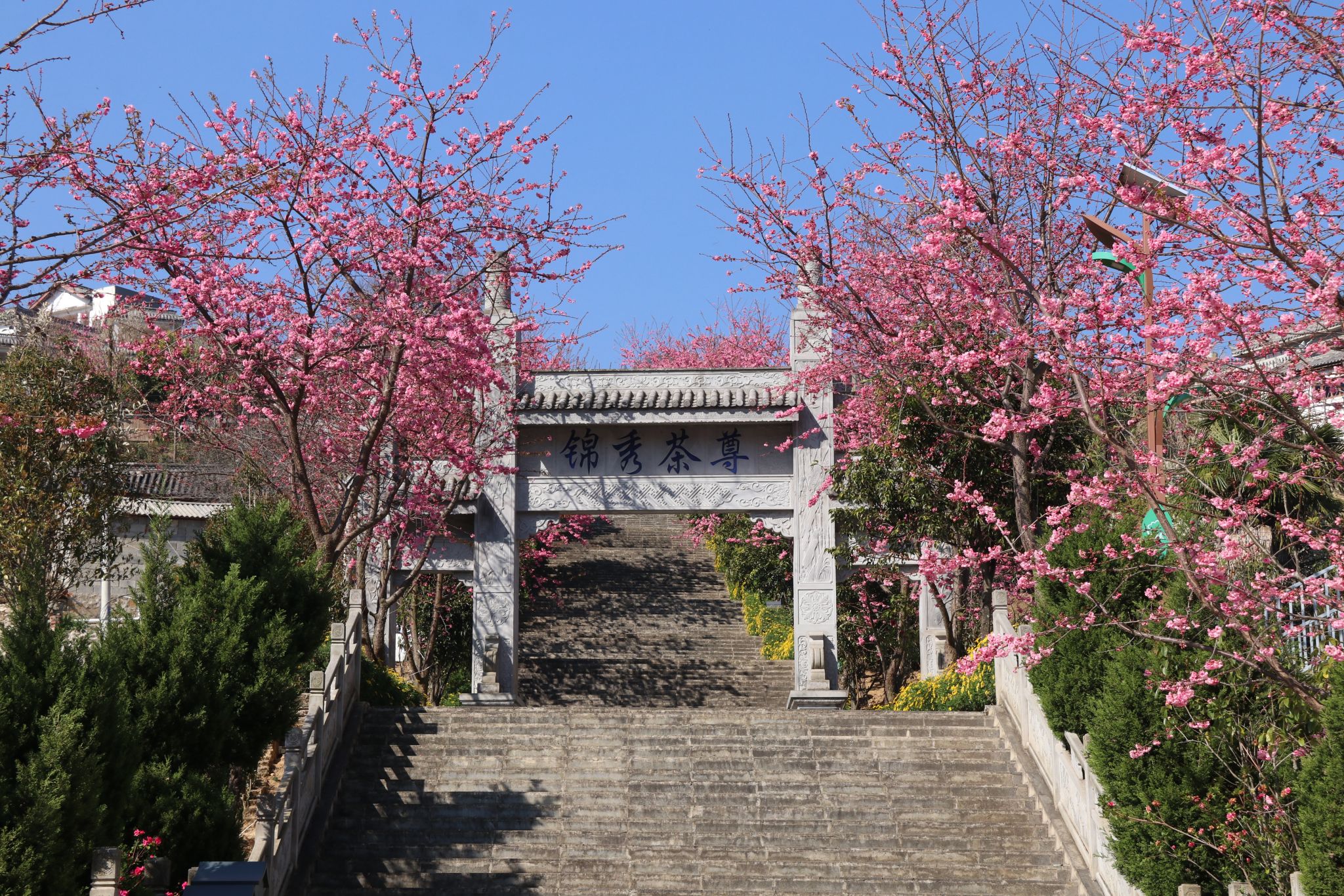 小湾镇：春色醉人，樱花盛开