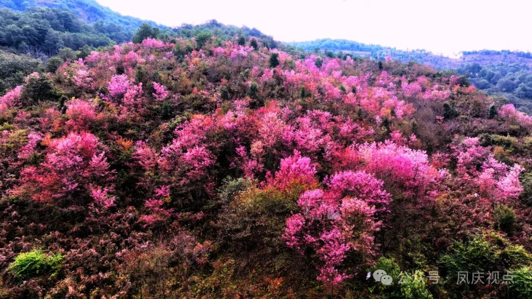凤庆县：樱花盛开 给你一个粉红色的冬季