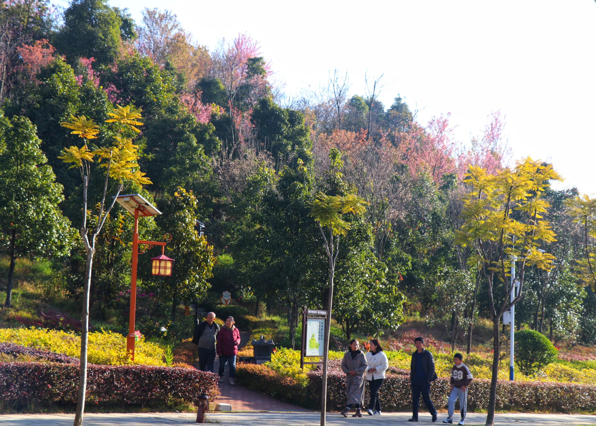  崇祯寺茶花公园