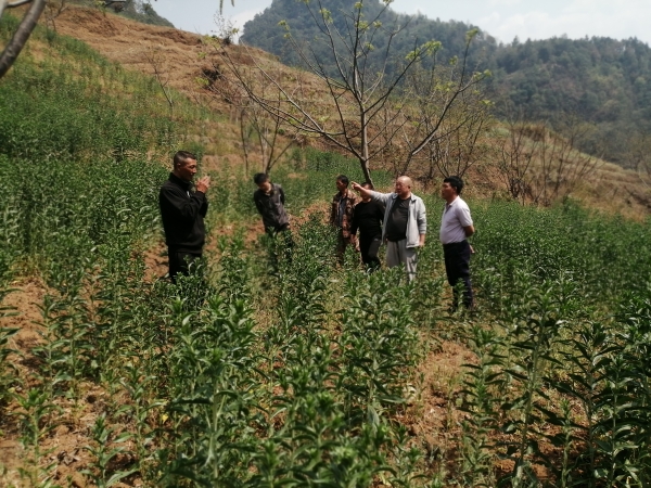 凤庆县民族宗教事务局大力发展特色产业助力脱贫攻坚