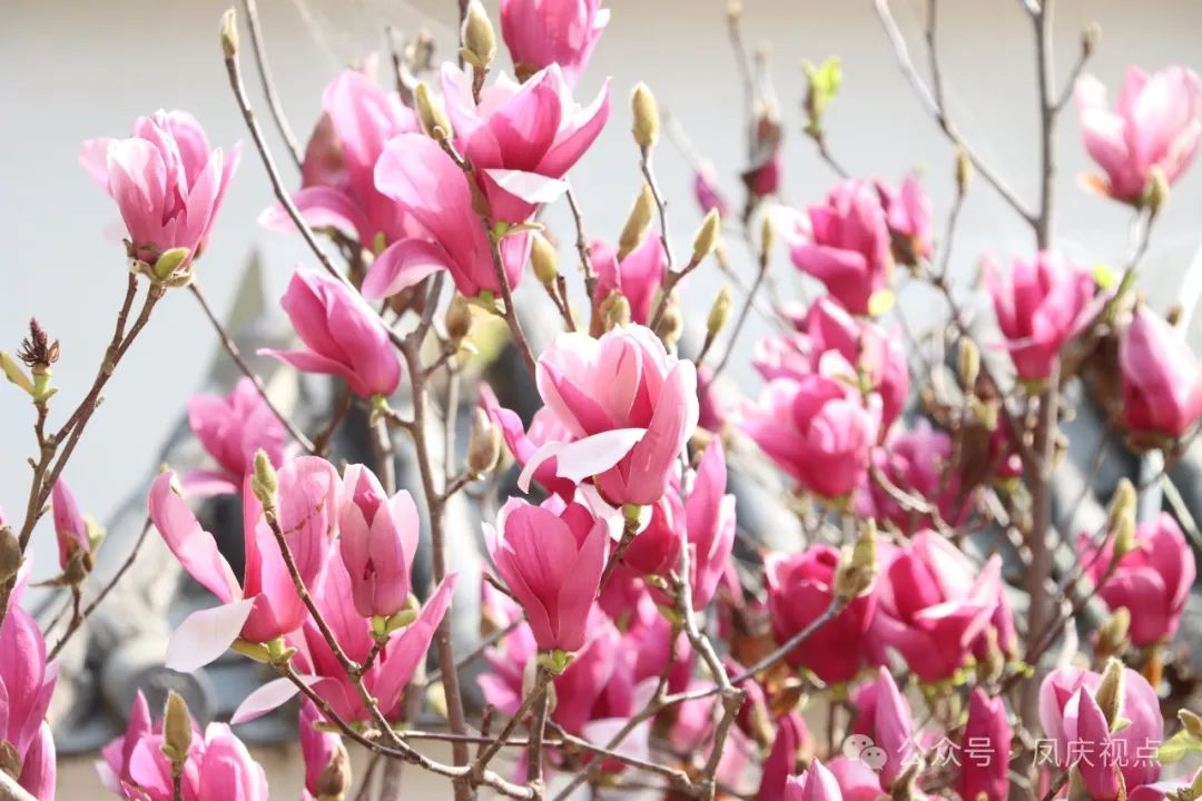 【旅居云南】凤庆县三岔河镇：春花入馔 秀色可餐