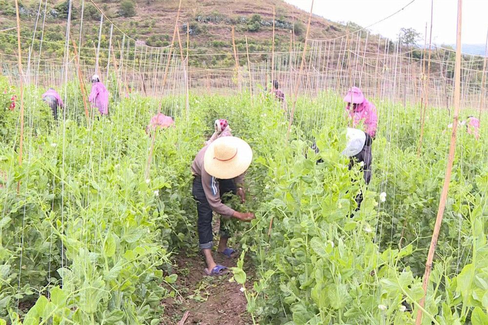 凤庆县抓实“冬种”促增收