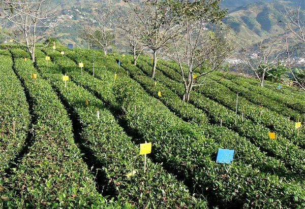 我县生态茶园病虫害绿色防控示范成效明显
