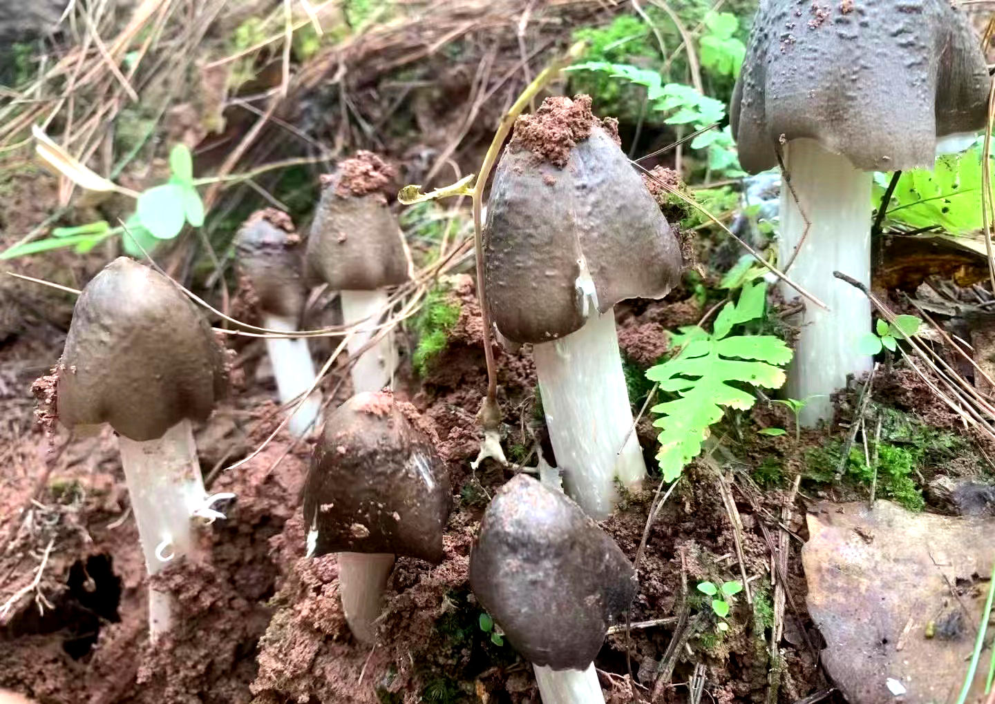 有一种叫云南的生活｜人间至味是“枞”香