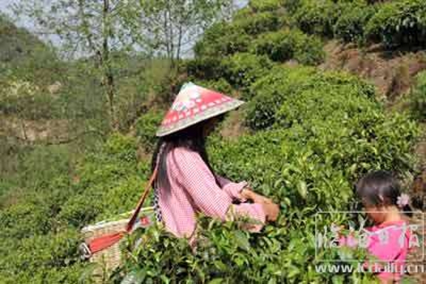 滇红茶制作技艺