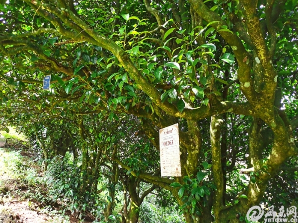 平河村：茶源秘境 古茶胜地