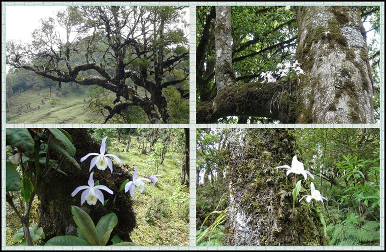 丰富的野生药材