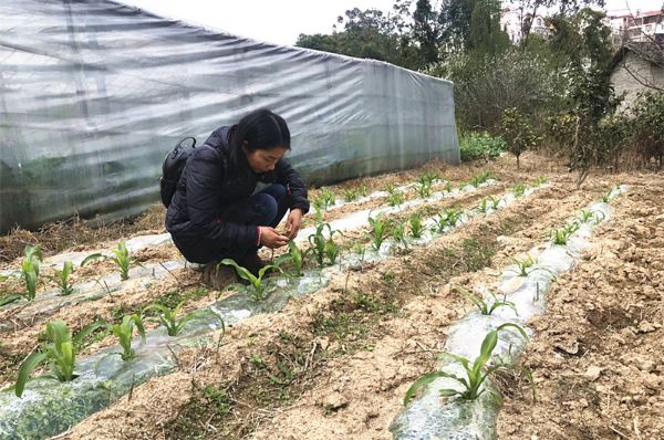 县植保植检站适时开展草地贪夜蛾调查
