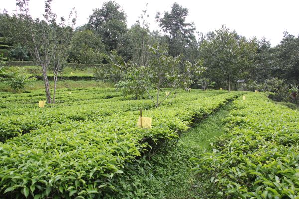 凤庆县稳步推进高效优质生态茶园建设