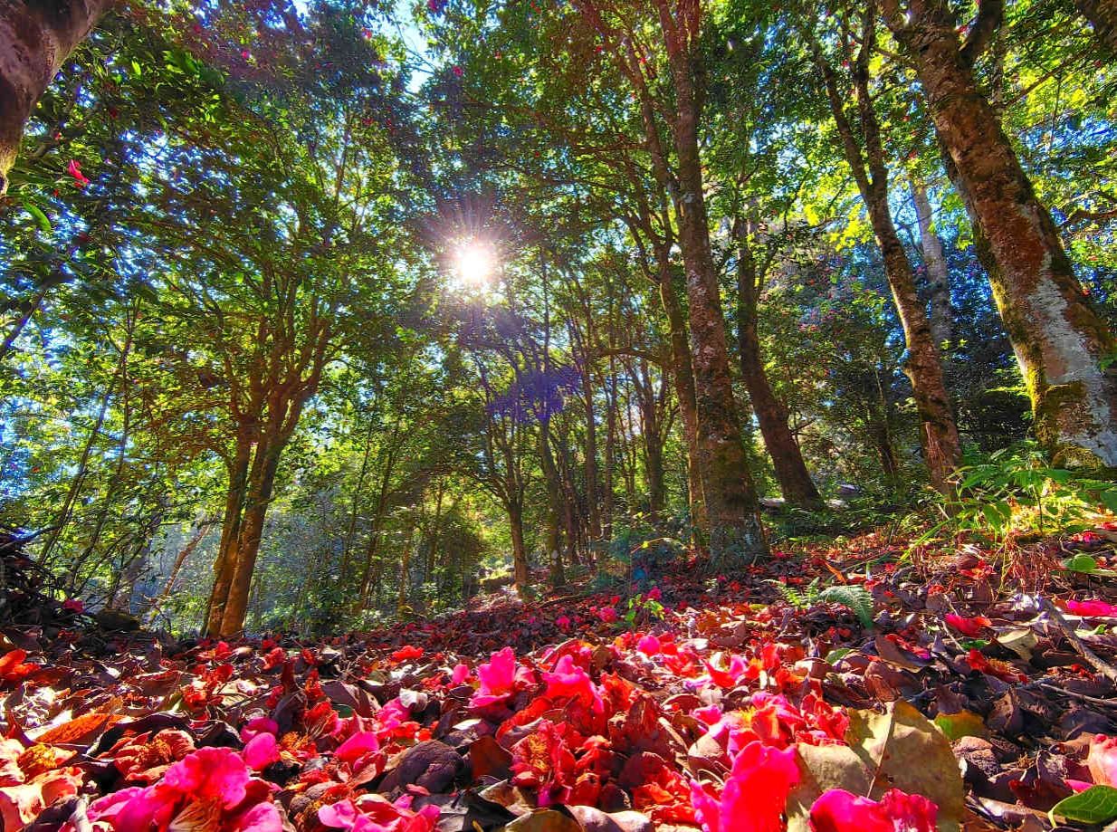 凤庆县琼岳村：万亩油茶花开 漫山芬芳披红霞