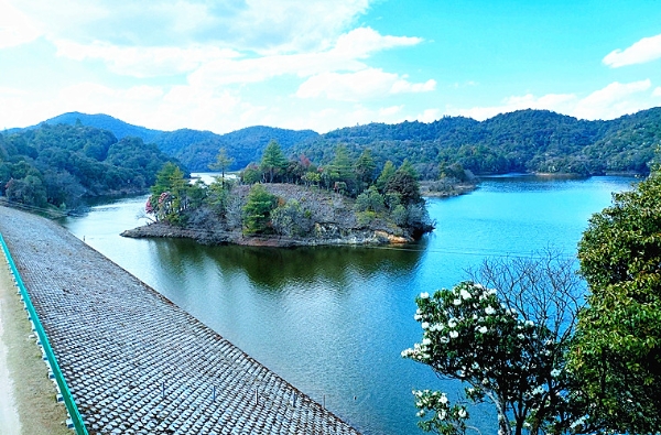 黄草坝水库：山茶花开“娇”景丽
