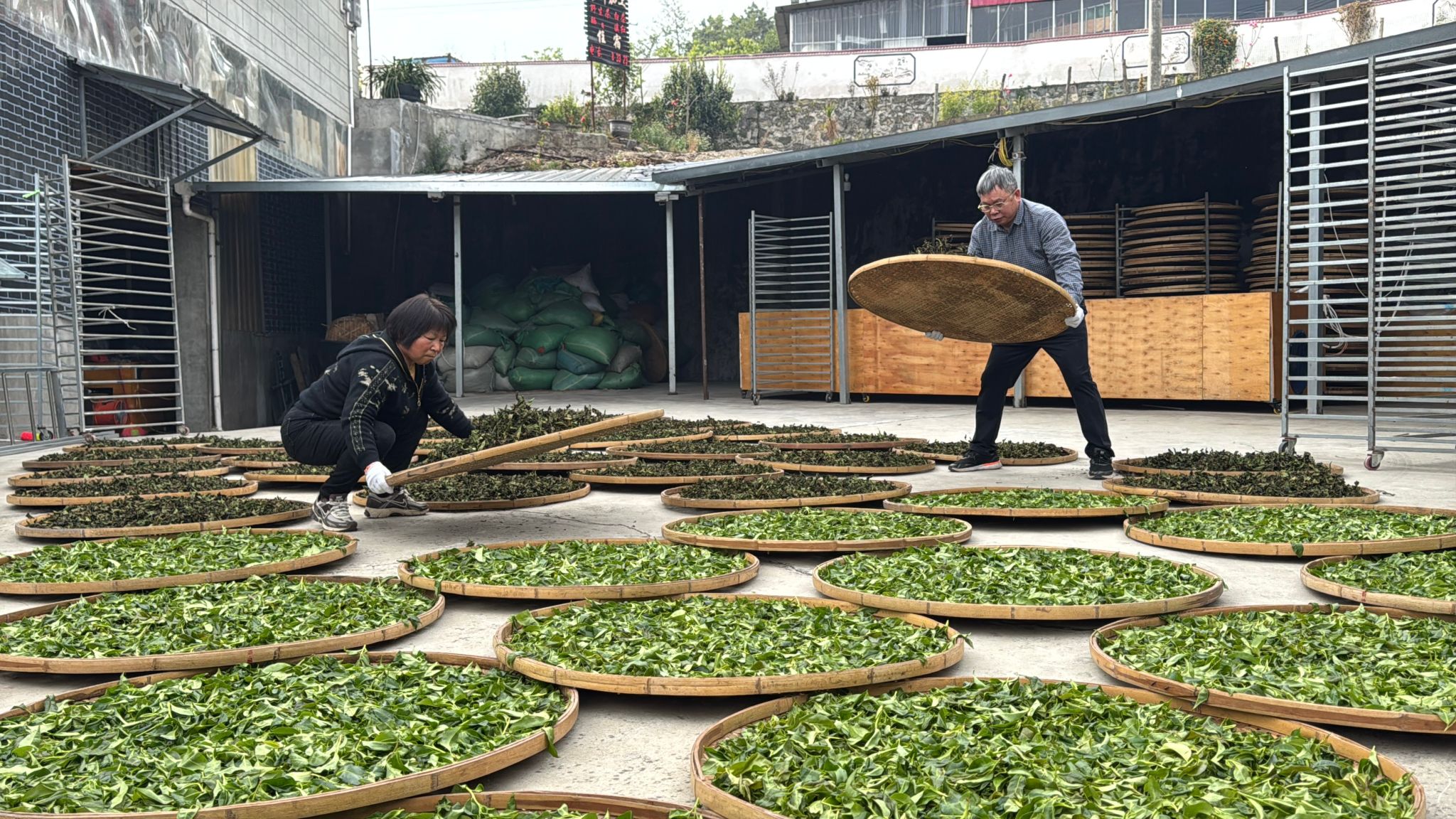 小湾镇：看茶山、做好茶，开启“茶旅锦秀”商务式旅居新范式