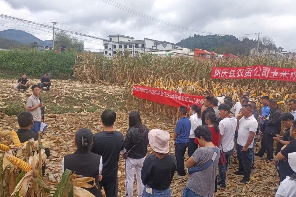 凤庆县开展种业知识产权保护暨玉米品种试验培训（观摩）：助推现代种业发展