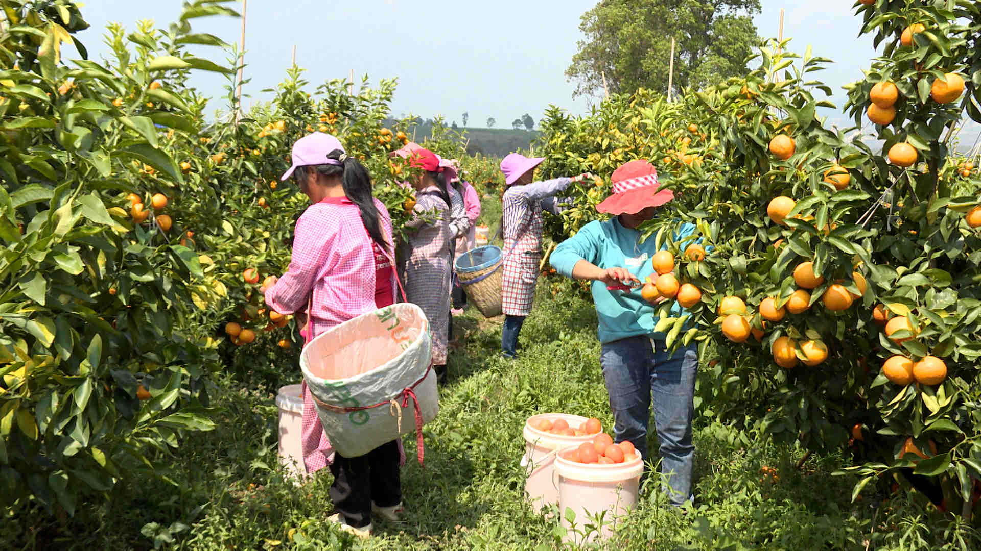 好诱人！临沧凤庆3000余亩沃柑闹春促振兴