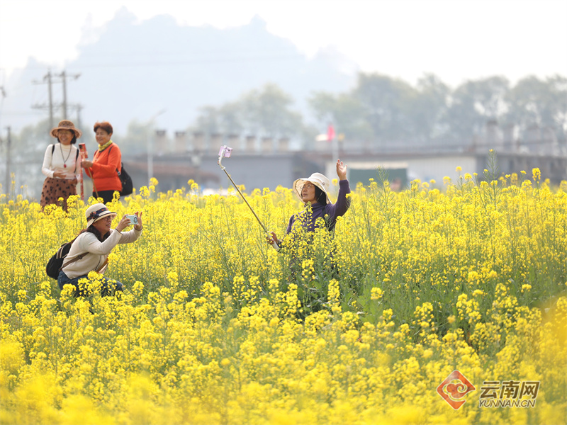 【组图】油菜花开时，来凤庆赴一场“金色浪漫”!
