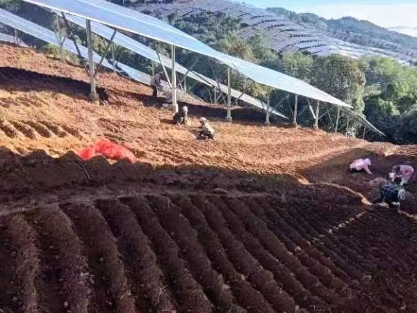  凤庆县成功引种中药材附子 探索乡村产业发展新路