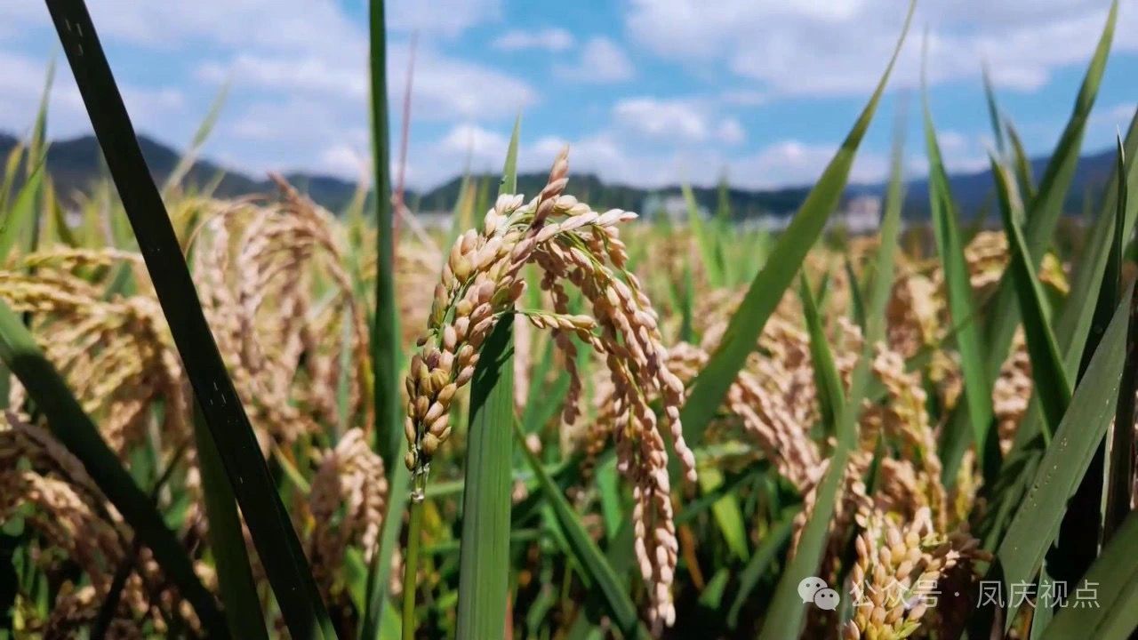 凤庆：稻穗飘香 “丰”景如画