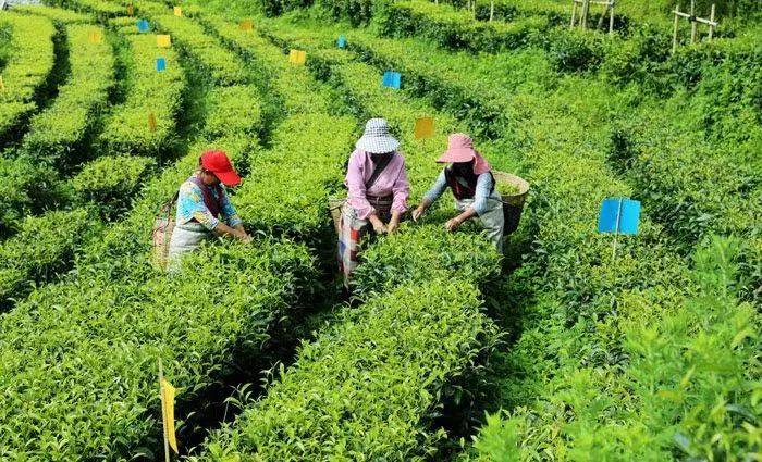 临沧凤庆：讲好“茶”故事 做好“茶”文章