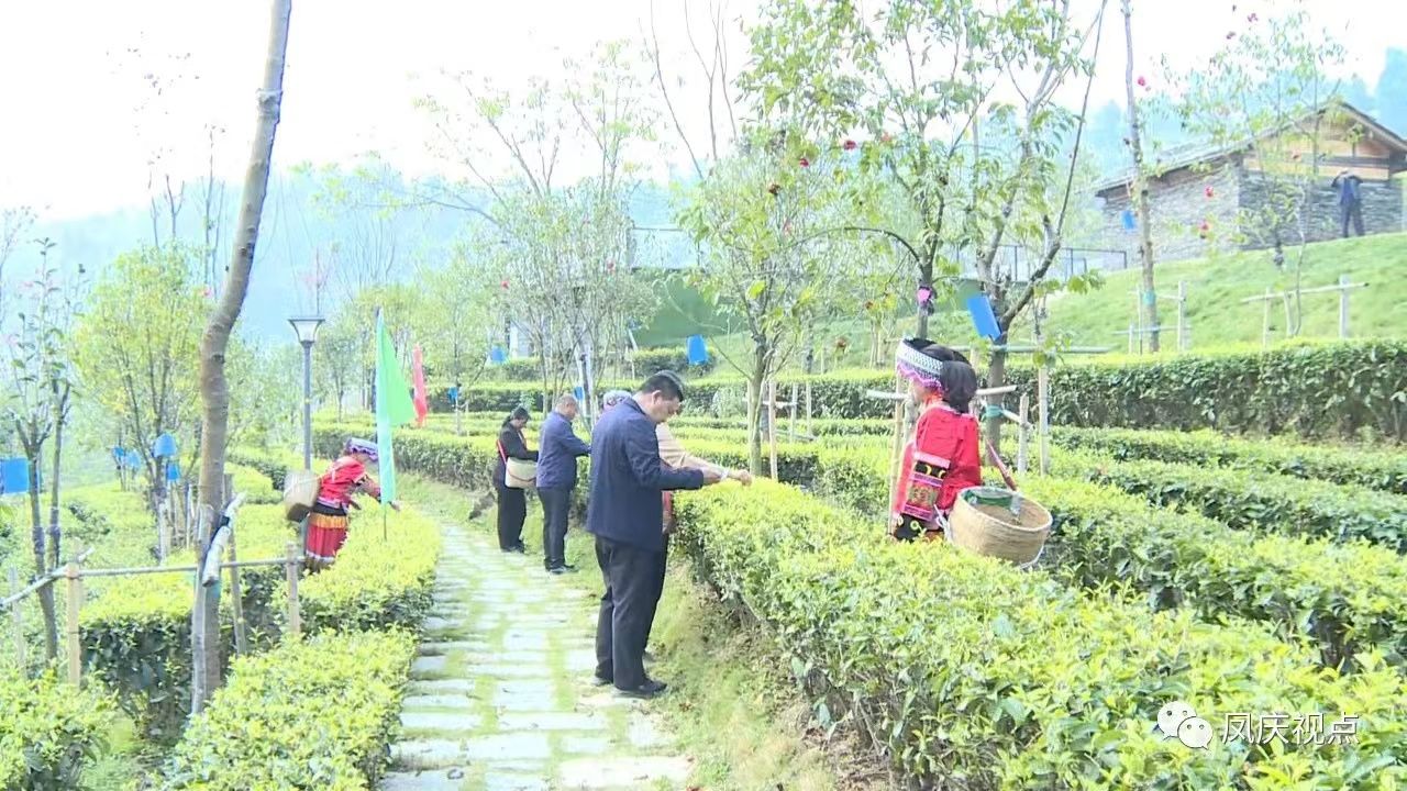 【新时代 新征程 新伟业】发布规范 提升价格 凤庆县2023年春茶迎来全面开采季