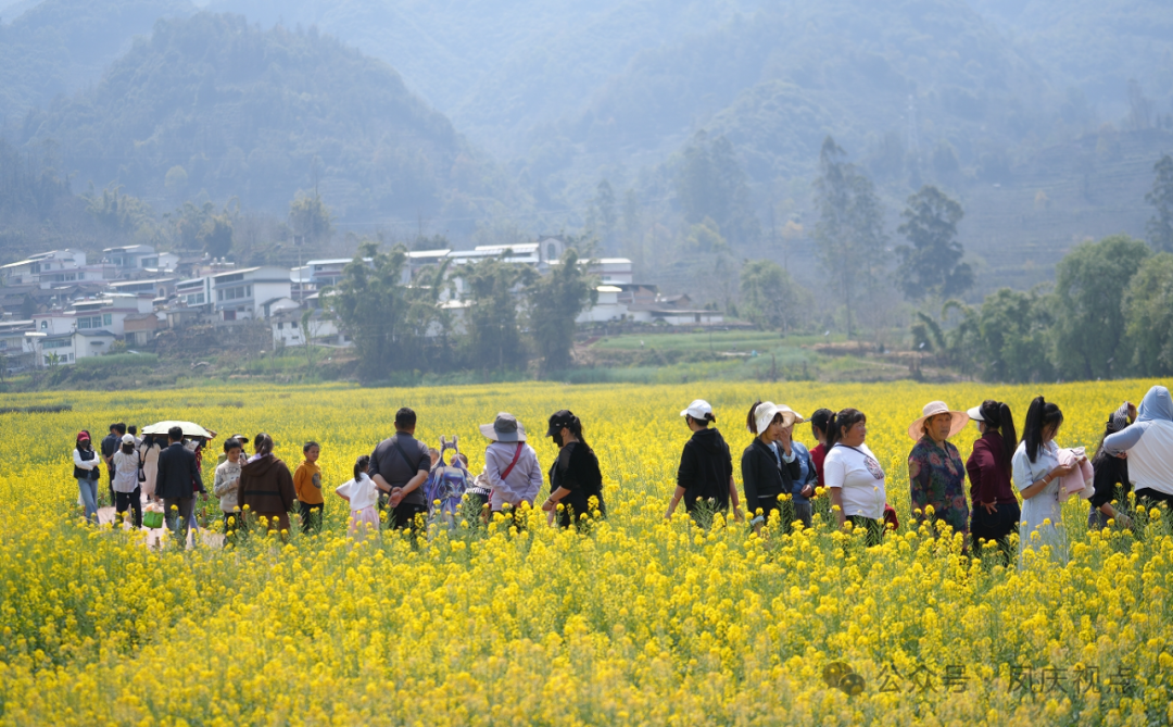【旅居凤庆】云南凤庆：万亩油菜美如画  游客如织入画来